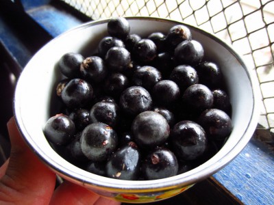 The healthy ingredient: acai berries