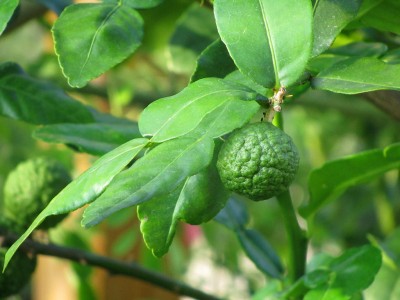 The healthy ingredient: kaffir lime leaves