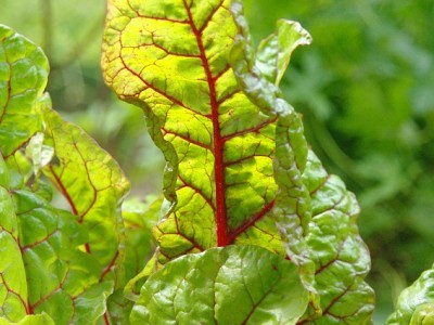 Zdrowy składnik: mangold