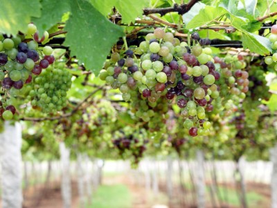 Wine Spa – kilka słów o winoterapii