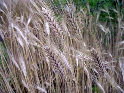 Zdrowy składnik: płaskurka