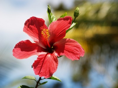 Zdrowy składnik: kwiat hibiskusa